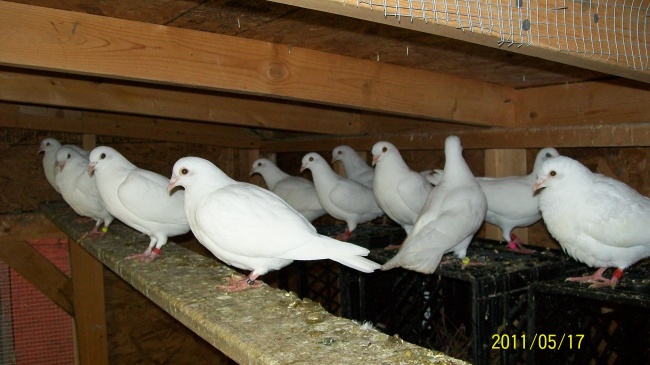 solid white homers - Pigeons - Domestic : Homers