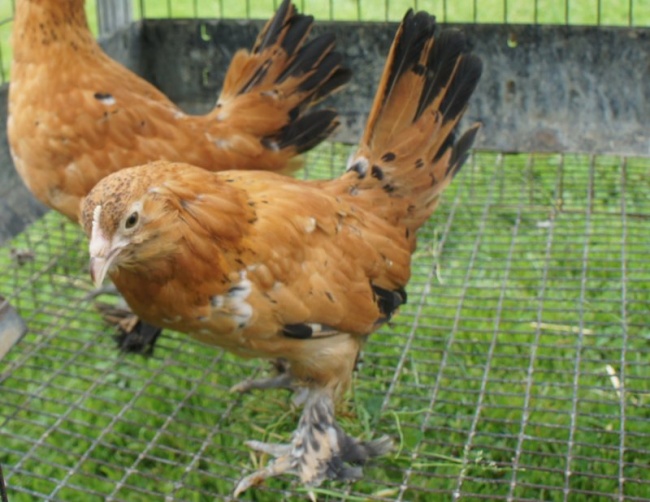 Mille Fleur Duccle Pullets - Chickens : Bantams