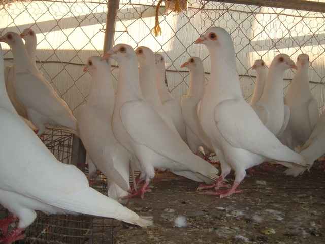 White Racing Homers - Pigeons - Domestic : Homers