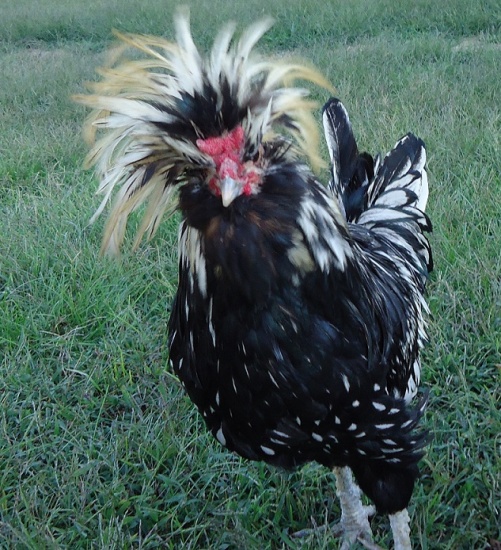 Mixed Breed Roosters-Polish April 2012 - Chickens : : : Other Chickens