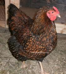 Gold & Silver laced Wyandotts - Chickens : : : Wyandottes