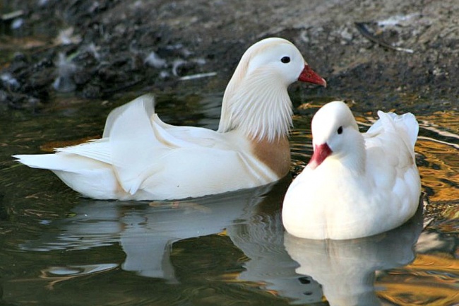 PRESALE- 4 WHITE Mandarin Hatching Eggs - Eggs : Duck Eggs ...