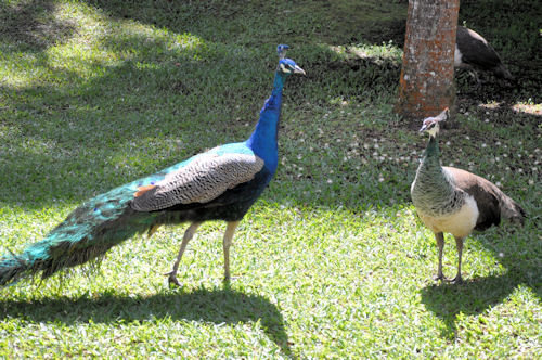 One Breeder Pair Of India Blue Peafowl For Sale - Cranes & Peafowl ...