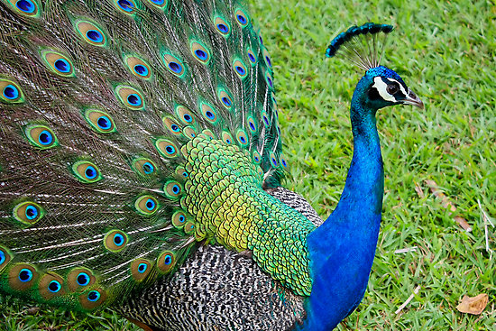 3 India Blue Peafowl Hatching Eggs For Sale - 3 Eggs One Price - Eggs ...