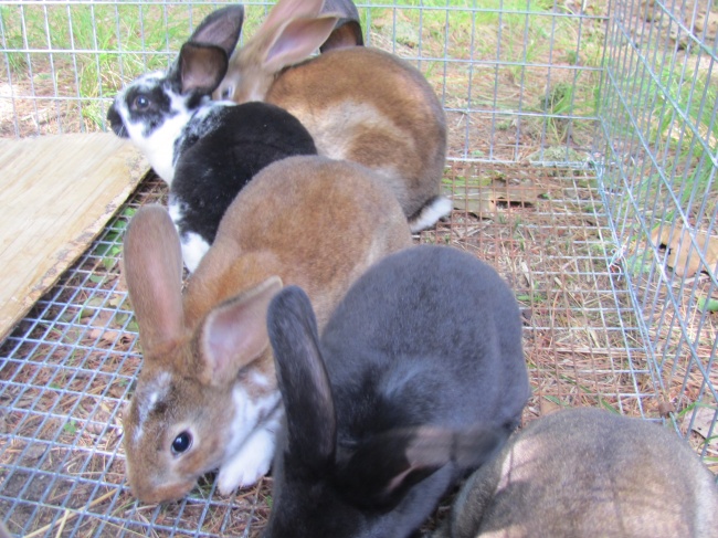 Standard Rex Rabbits - Animals : Small Animals : Rabbit