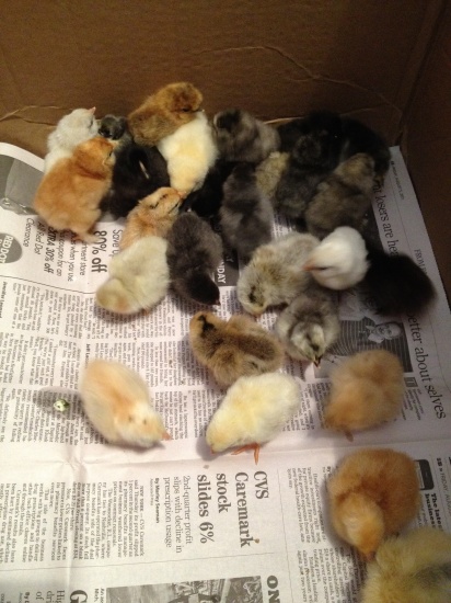 14 Bantam Serama Silkie Duccle Cochin Frizzle Seabright Chicken